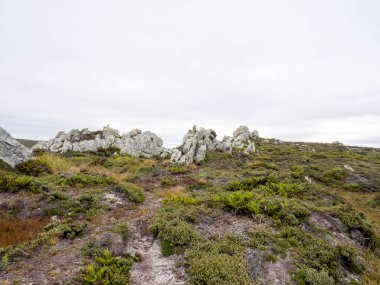 Çingene koy, Falkland Adaları