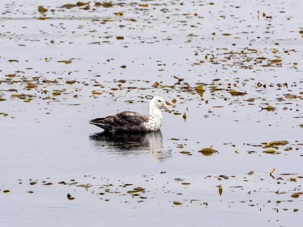 Petrel Gigante Del Sur Macronectes Giganteus Bahía Stanley Islas Malvinas — Foto de Stock