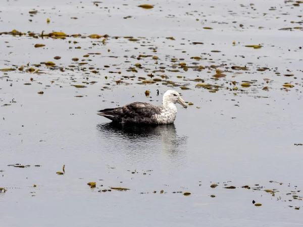 Petrel Gigante Del Sur Macronectes Giganteus Bahía Stanley Islas Malvinas — Foto de Stock