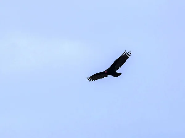 Turkey Vulture Cathartes Aura Falklands Islands — Stock Photo, Image