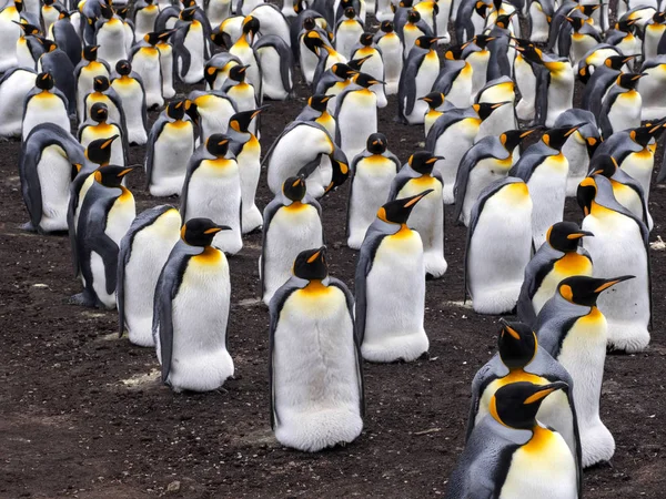 Büyük Içe Geçmiş Koloni Kral Penguen Aptenodytes Patagonicus Nokta Falkland — Stok fotoğraf