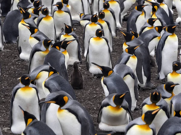 Kral Penguen Aptenodytes Patagonicus Bebek Içe Geçmiş Koloniler Gönüllü Noktası — Stok fotoğraf