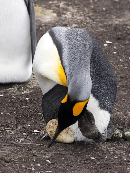 Rei Pinguim Aptenodytes Patagonicus Segurando Ovos Nas Pernas Enormes Colônia — Fotografia de Stock