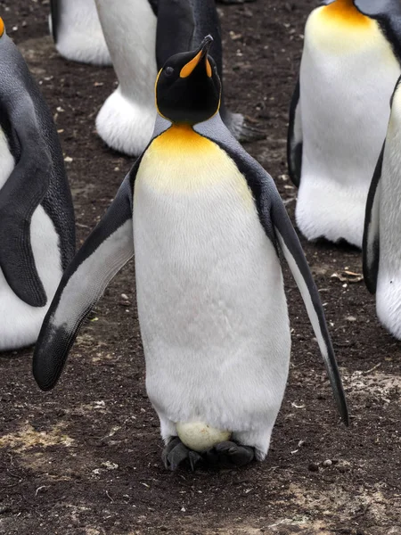 Rei Pinguim Aptenodytes Patagonicus Segurando Ovos Nas Pernas Enormes Colônia — Fotografia de Stock