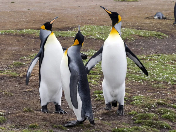 Tučňák Aptenodytes Patagonicus Patagonský Dobrovolník Bodu Falklandské Ostrovy Malvíny — Stock fotografie