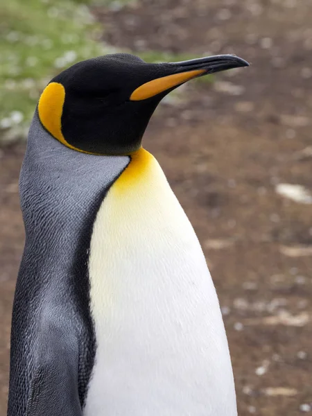 Retrato Pinguim Rei Aptenodytes Patagonicus Ponto Voluntário Ilhas Malvinas Malvinas — Fotografia de Stock