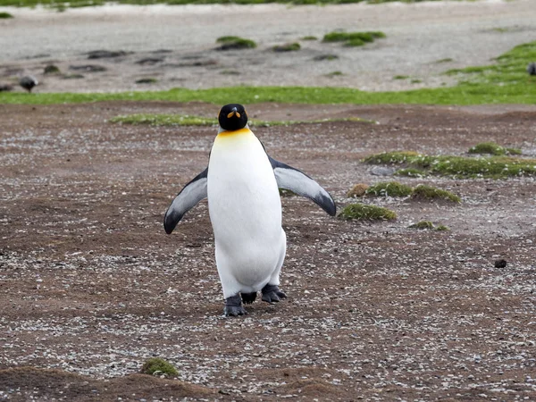 Pingouin Royal Aptenodytes Patagonicus Point Volontaire Îles Malouines Malouines — Photo