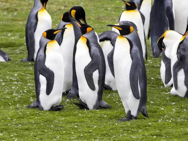 Pingüino Rey Aptenodytes Patagonica Punto Voluntariado Malvinas — Foto de Stock