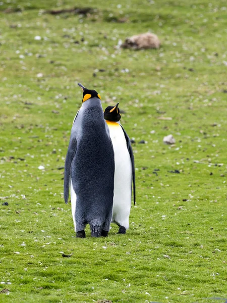 Königspinguin Aptenodytes Patagonica Freiwilligenpunkt Falklandinseln Malvinas — Stockfoto