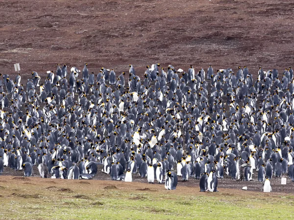Koning Pinguïn Fokken Kolonie Aptenodytes Patagonica Vrijwilliger Punt Falkland Malvinas — Stockfoto