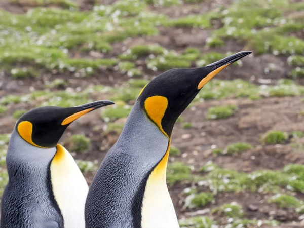 Король Пінгвін Фолклендські Острови Patagonica Волонтером Точки Великі Пінгвіни Мальвінські — стокове фото