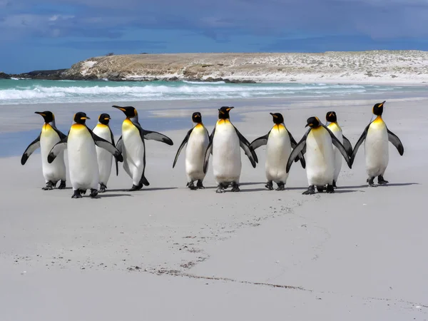 Kral Penguen Aptenodytes Patagonica Gönüllü Noktası Falkland Malvinas — Stok fotoğraf