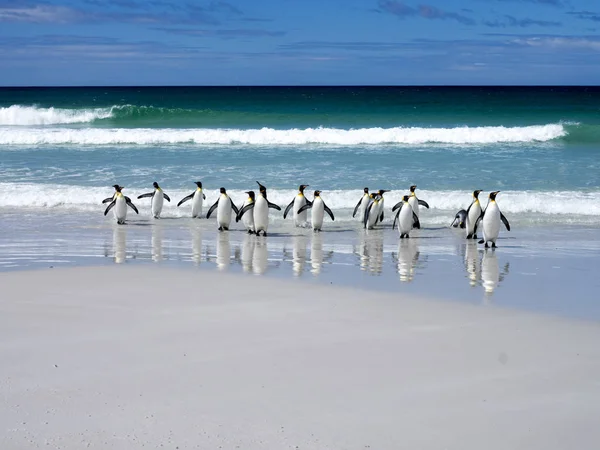Koning Pinguïn Aptenodytes Patagonica Vrijwilliger Punt Falkland Malvinas — Stockfoto