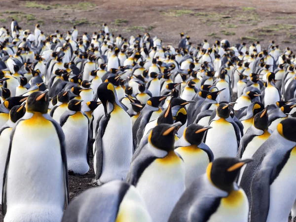 Kral Penguen Üreme Kolonisi Aptenodytes Patagonica Gönüllü Noktası Falkland Malvinas — Stok fotoğraf