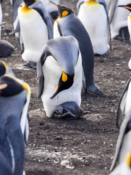 Королевская Колония Пингвинов Aptenodytes Patagonica Volunteer Point Фолклендские Острова Мальвинас — стоковое фото