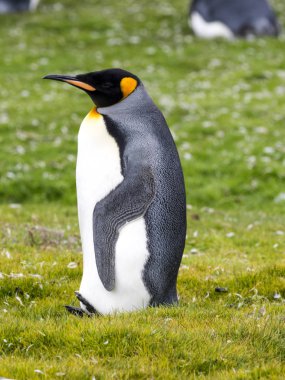 Kral penguen, Aptenodytes patagonicus, nokta, Falkland Adaları - Malvinas gönüllü