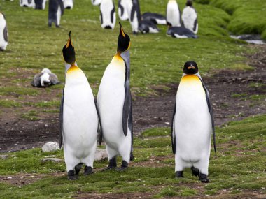 Kral penguen, Aptenodytes patagonicus, nokta, Falkland Adaları - Malvinas gönüllü