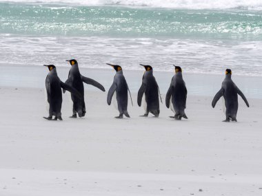 Kral penguen Grup, Aptenodytes patagonica, beyaz kumlu plaj gönüllü noktasının, Falkland / Malvinas