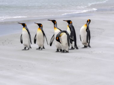 Kral penguen Grup, Aptenodytes patagonica, beyaz kumlu plaj gönüllü noktasının, Falkland / Malvinas