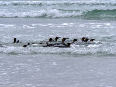 Kral penguen Grup, Aptenodytes patagonica, deniz, gönüllü gönüllü noktadan, Falkland Adaları dalış / Malvinas