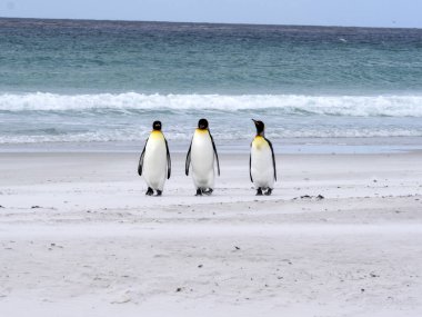 Kral penguen Grup, Aptenodytes patagonica, beyaz kumlu plaj gönüllü noktasının, Falkland / Malvinas