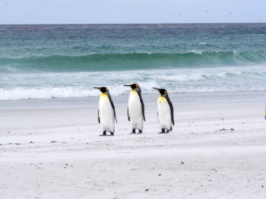 Kral penguen Grup, Aptenodytes patagonica, beyaz kumlu plaj gönüllü noktasının, Falkland / Malvinas