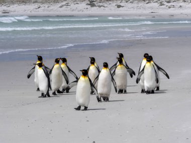 Kral penguen Grup, Aptenodytes patagonica, beyaz kumlu plaj gönüllü noktasının, Falkland / Malvinas