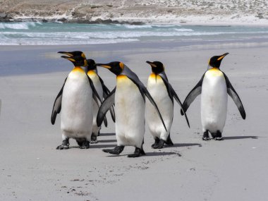 Kral penguen Grup, Aptenodytes patagonica, beyaz kumlu plaj gönüllü noktasının, Falkland / Malvinas