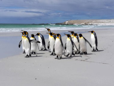 Kral penguen Grup, Aptenodytes patagonica, beyaz kumlu plaj gönüllü noktasının, Falkland / Malvinas