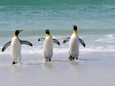 Kral penguen Grup, Aptenodytes patagonica, gönüllü beach andan, Falkland denizden geliyor / Malvinas