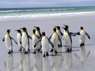 Kral penguen Grup, Aptenodytes patagonica, beyaz kumlu plaj gönüllü noktasının, Falkland / Malvinas