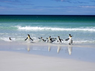 Kral penguen Grup, Aptenodytes patagonica, atlar denize gönüllü gönüllü noktadan, Falkland / Malvinas