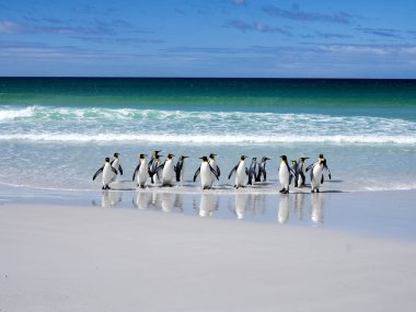 Kral penguen Grup, Aptenodytes patagonica, atlar denize gönüllü gönüllü noktadan, Falkland / Malvinas