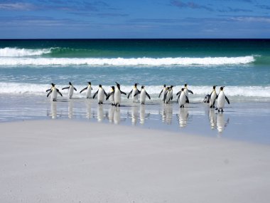 Kral penguen Grup, Aptenodytes patagonica, atlar denize gönüllü gönüllü noktadan, Falkland / Malvinas