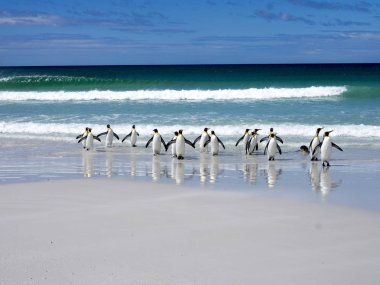 Kral penguen Grup, Aptenodytes patagonica, atlar denize gönüllü gönüllü noktadan, Falkland / Malvinas
