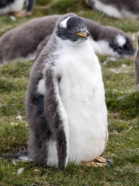 Νέοι Gentoo Πιγκουίνος Pygoscelis Παπούα Εθελοντής Σημείο Νήσοι Φώκλαντ Μαλβίνας — Φωτογραφία Αρχείου