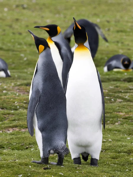 Pingüino Rey Aptenodytes Patagonicus Punto Voluntariado Islas Malvinas — Foto de Stock