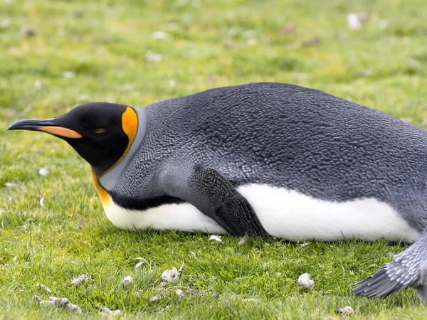 Kung Pingvin Aptenodytes Patagonicus Volontär Punkt Falklandsöarna Malvinas — Stockfoto