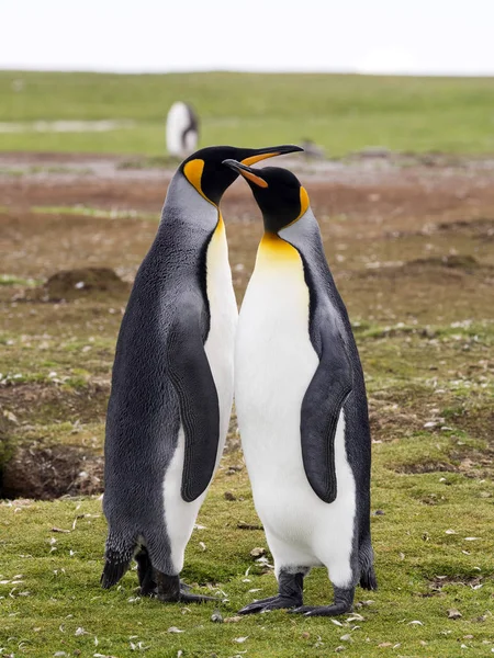 Pinguim Rei Aptenodytes Patagonicus Ponto Voluntariado Ilhas Malvinas — Fotografia de Stock