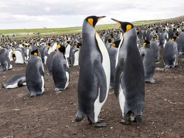Király Pingvin Aptenodytes Patagonicus Önkéntes Pont Falkland Szigetek Szigetek — Stock Fotó