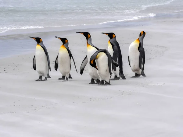 Grupo Rei Pinguim Aptenodytes Patagonica Praia Areia Branca Volunteer Point — Fotografia de Stock