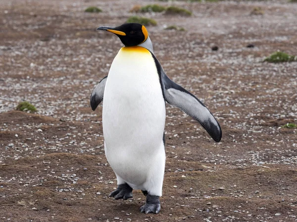 Βασιλιάς Πιγκουίνος Aptenodytes Patagonica Εθελοντής Σημείο Των Νησιών Φόλκλαντ Μαλβίνας — Φωτογραφία Αρχείου