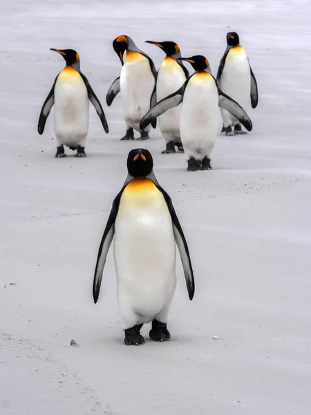 Βασιλιάς Penguin Group Aptenodytes Patagonica Σχετικά Λευκή Αμμουδιά Του Εθελοντή — Φωτογραφία Αρχείου