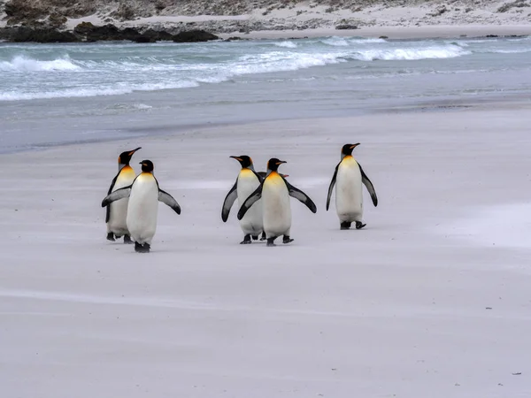 Král Penguin Group Aptenodytes Patagonica Bílé Písečné Pláži Dobrovolník Bodu — Stock fotografie