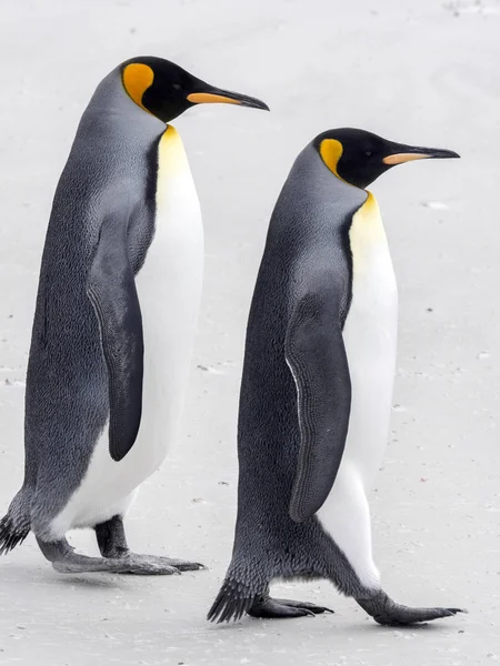 Król Pingwin Aptenodytes Patagonica Punkt Wolontariuszem Falklandy Malwiny — Zdjęcie stockowe
