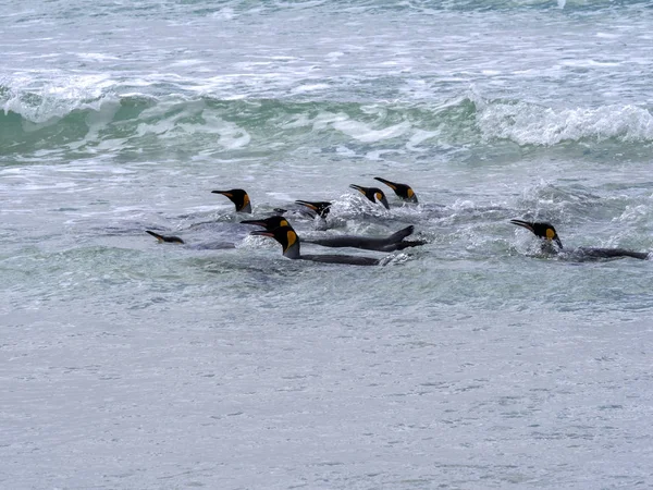 Král Penguin Group Aptenodytes Patagonica Potápění Moři Dobrovolník Point Dobrovolník — Stock fotografie