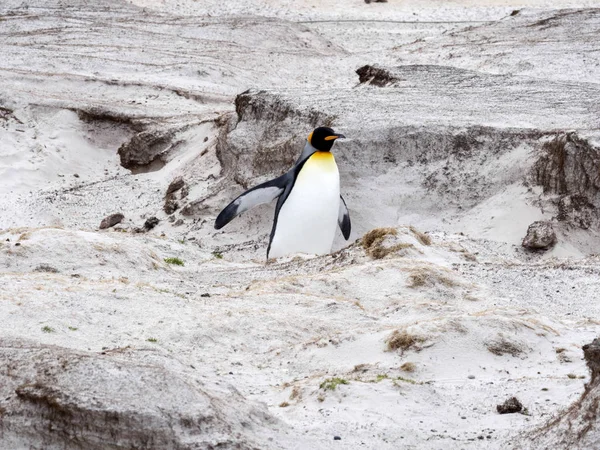 Pingouin Royal Aptenodytes Patagonica Volunteer Point Malouines — Photo