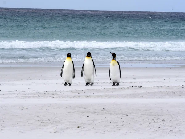 King Penguin Group Aptenodytes Patagonica Het Witte Zandstrand Van Vrijwilliger — Stockfoto