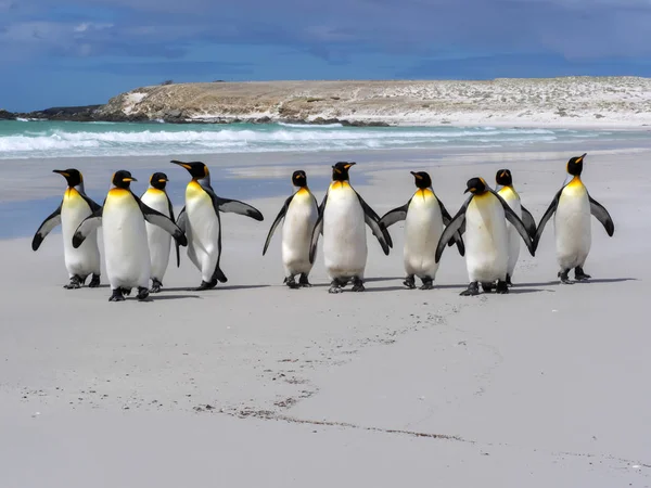 Király Penguin Group Aptenodytes Patagonica Fajú Fehér Homokos Strandon Önkéntes — Stock Fotó