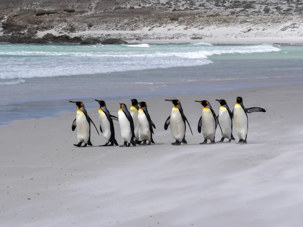 Βασιλιάς Penguin Group Aptenodytes Patagonica Σχετικά Λευκή Αμμουδιά Του Εθελοντή — Φωτογραφία Αρχείου